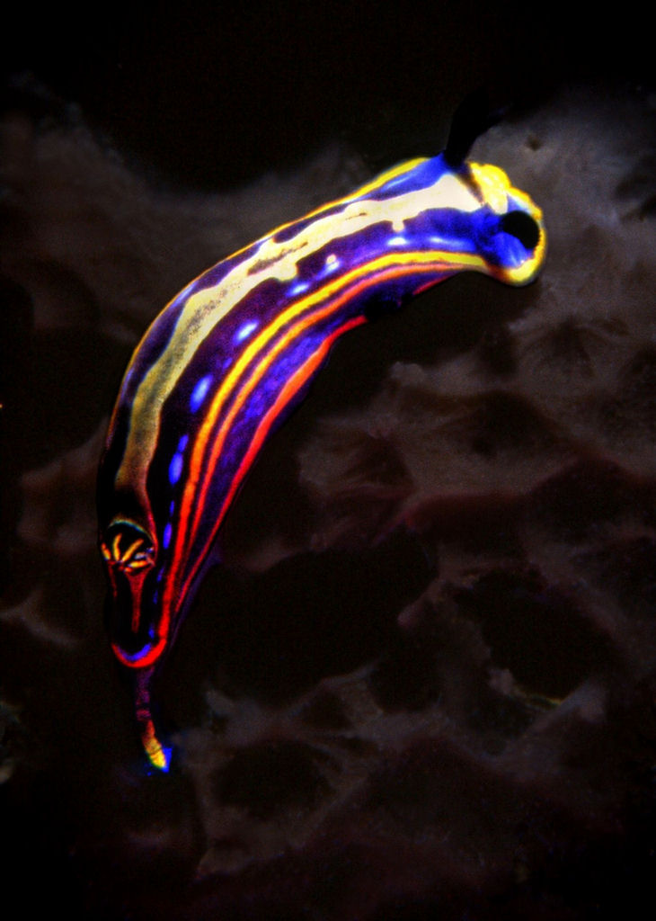 Hypselodoris messinensis